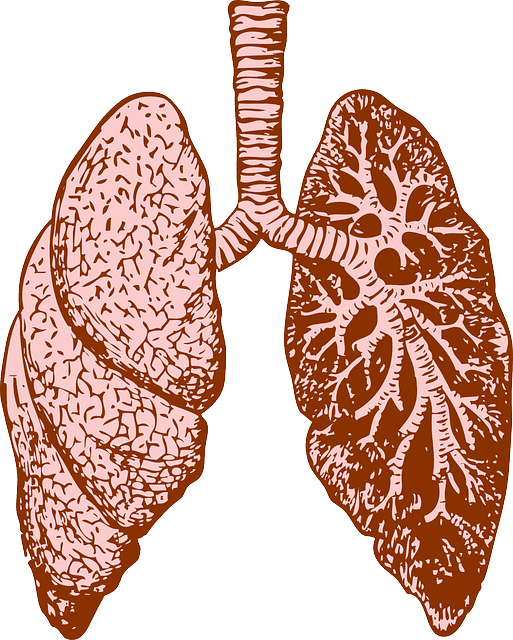 lungs, organ, human