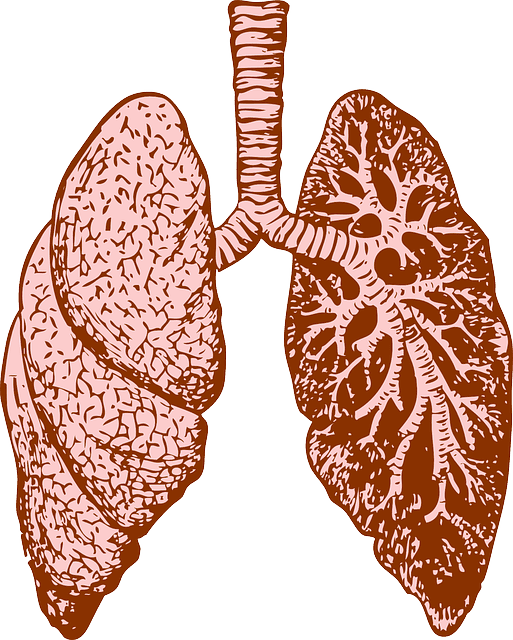 Lungs, Organ, Human