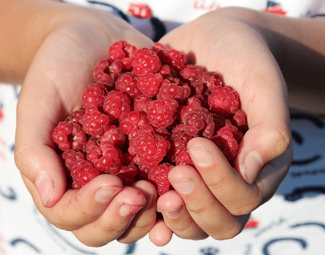 Raspberry, Berry, Handful