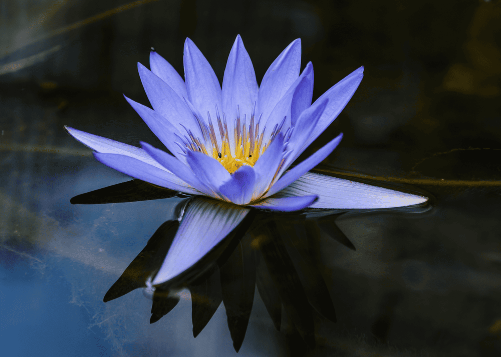Blue Lotus Benefits That May Surprise You